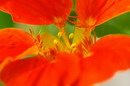 Tropaeolum Majus